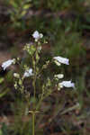 Manyflower beardtongue